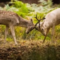 Stags battle, Richmond Park, London, England, UK